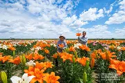 辽阳百合花种植户赶上了好时候