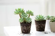 多肉移植后多久能活？ 多肉植物移植后要多久才能浇水？