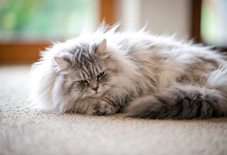 长毛猫背受伤需要剃毛吗 长毛猫受伤别一意孤行的剃毛！