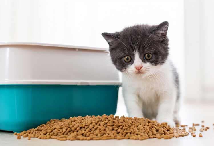 小猫用的猫砂怎么选