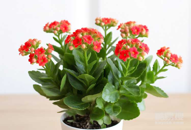 长寿花的扦插时间和方法是什么？