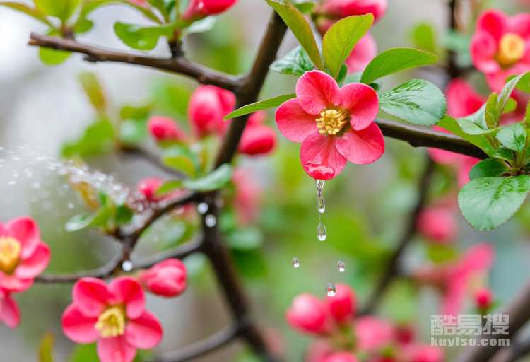 海棠花多久浇一次水最合适？